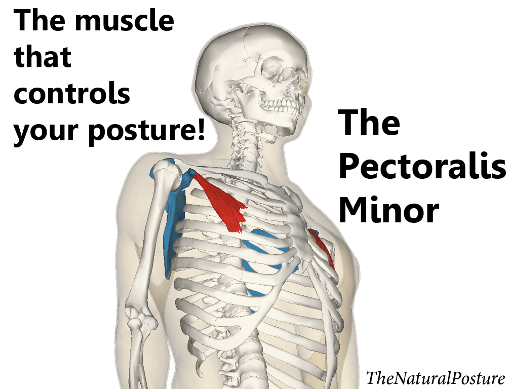 The Pectoralis Minor - The Muscle that improves your posture. The Natural Posture